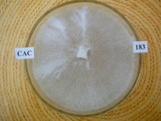Auricularia polytricha (Mont.) Sacc.